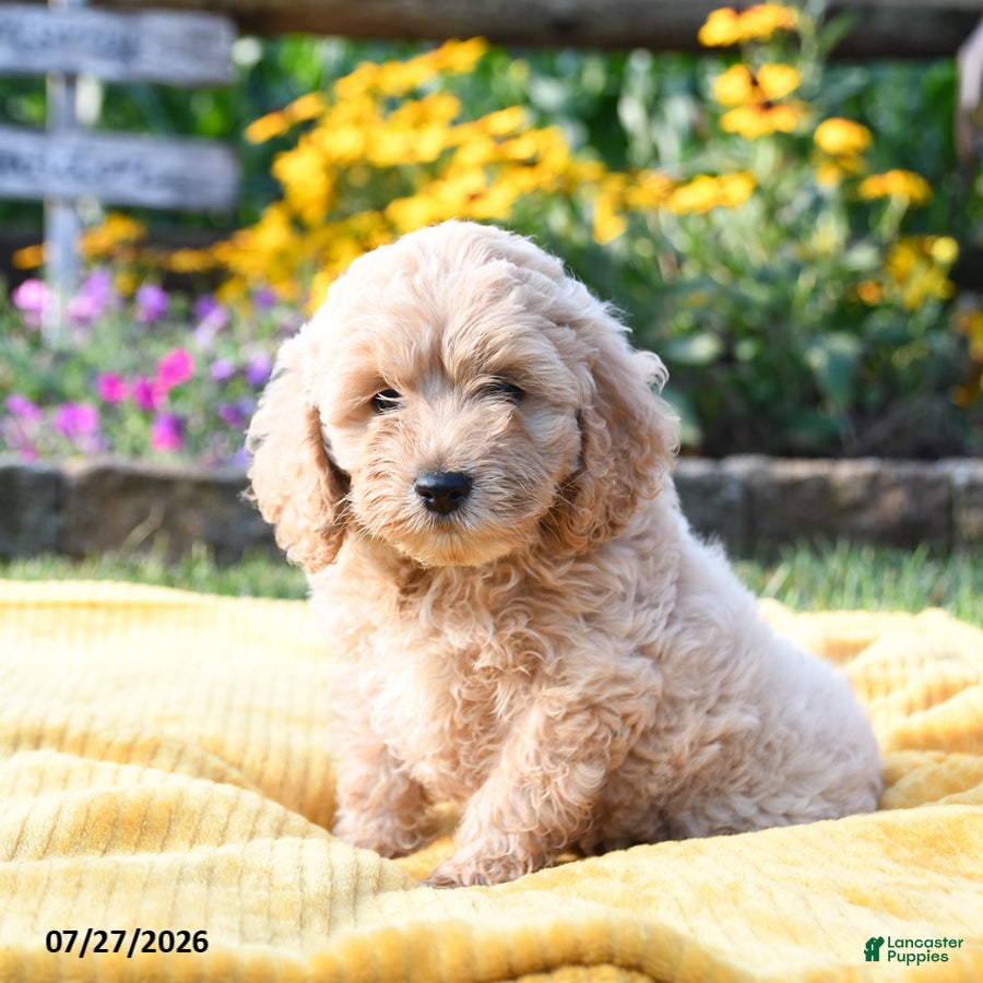 Cockapoo dogs Lucky - Ad 1