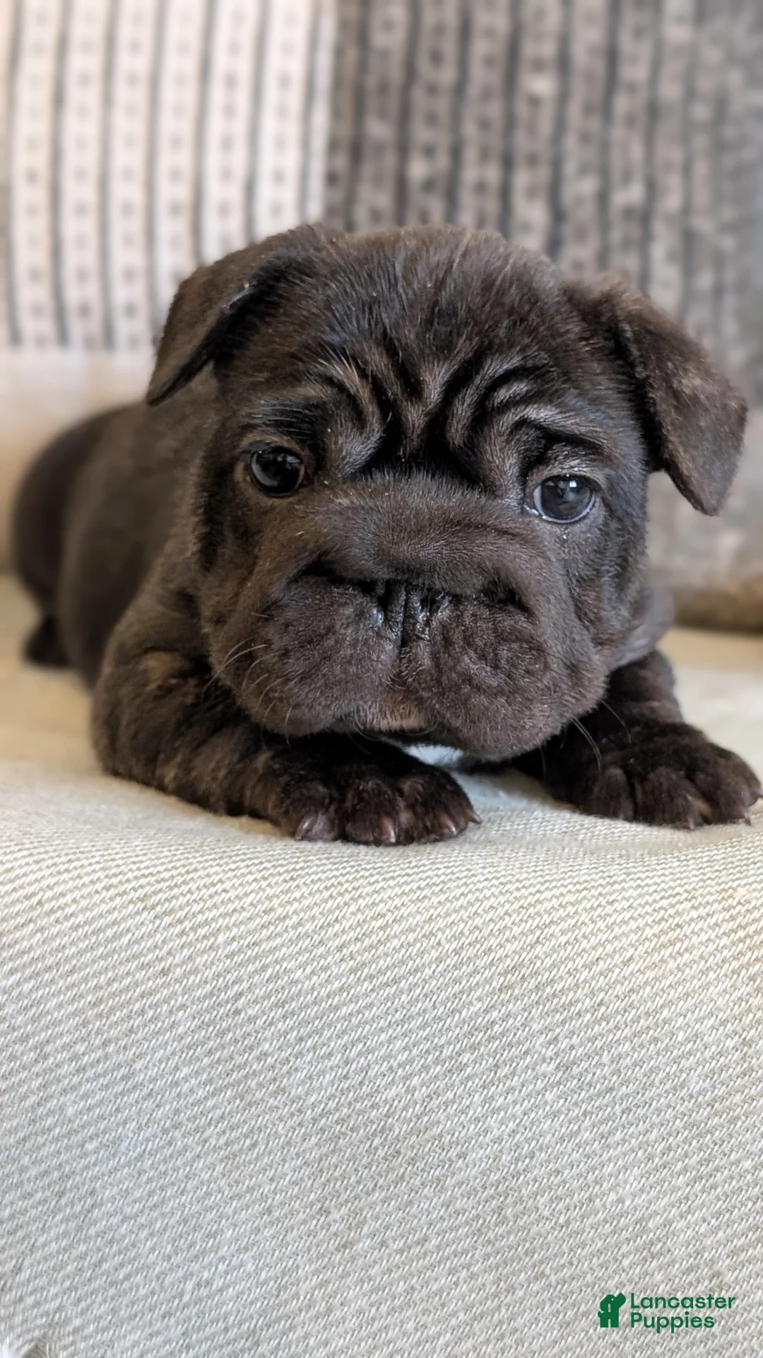 French Bulldog dogs for sale: Roxy - Ad 10