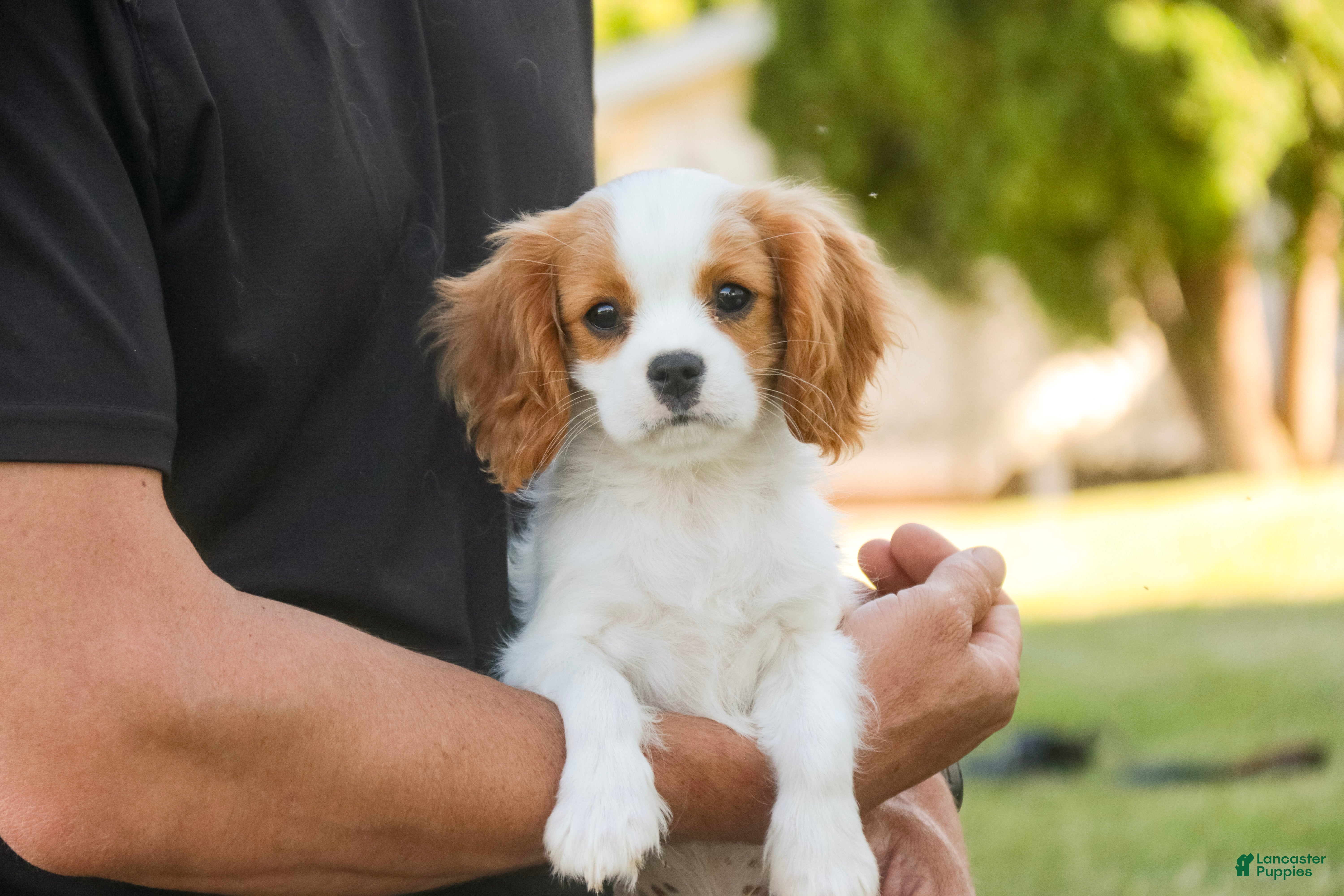Cavalier King Charles Spaniel dogs for sale: Lars - Ad 3
