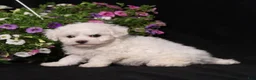 Bichon Frise dogs for sale: Kristy - Ad 3