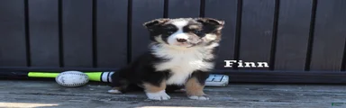 Finn
