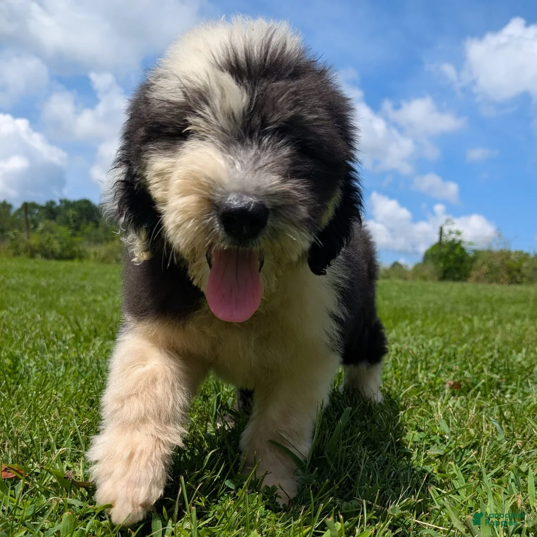 Old English Sheepdog dogs for sale: Flurry - Ad 11