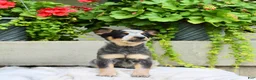 Australian Cattle Dog dogs for sale: Callie - Ad 2