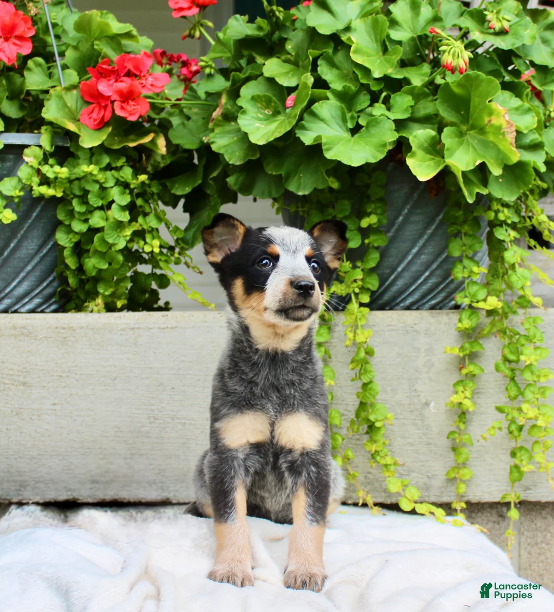 Australian Cattle Dog dogs for sale: Callie - Ad 2