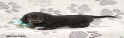 Miniature Dachshund dogs for sale: Garfield - Ad 2