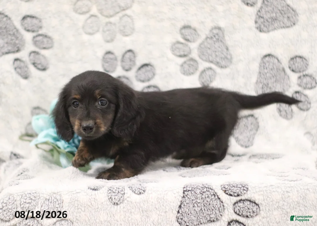 Miniature Dachshund dogs for sale: Garfield - Ad 2