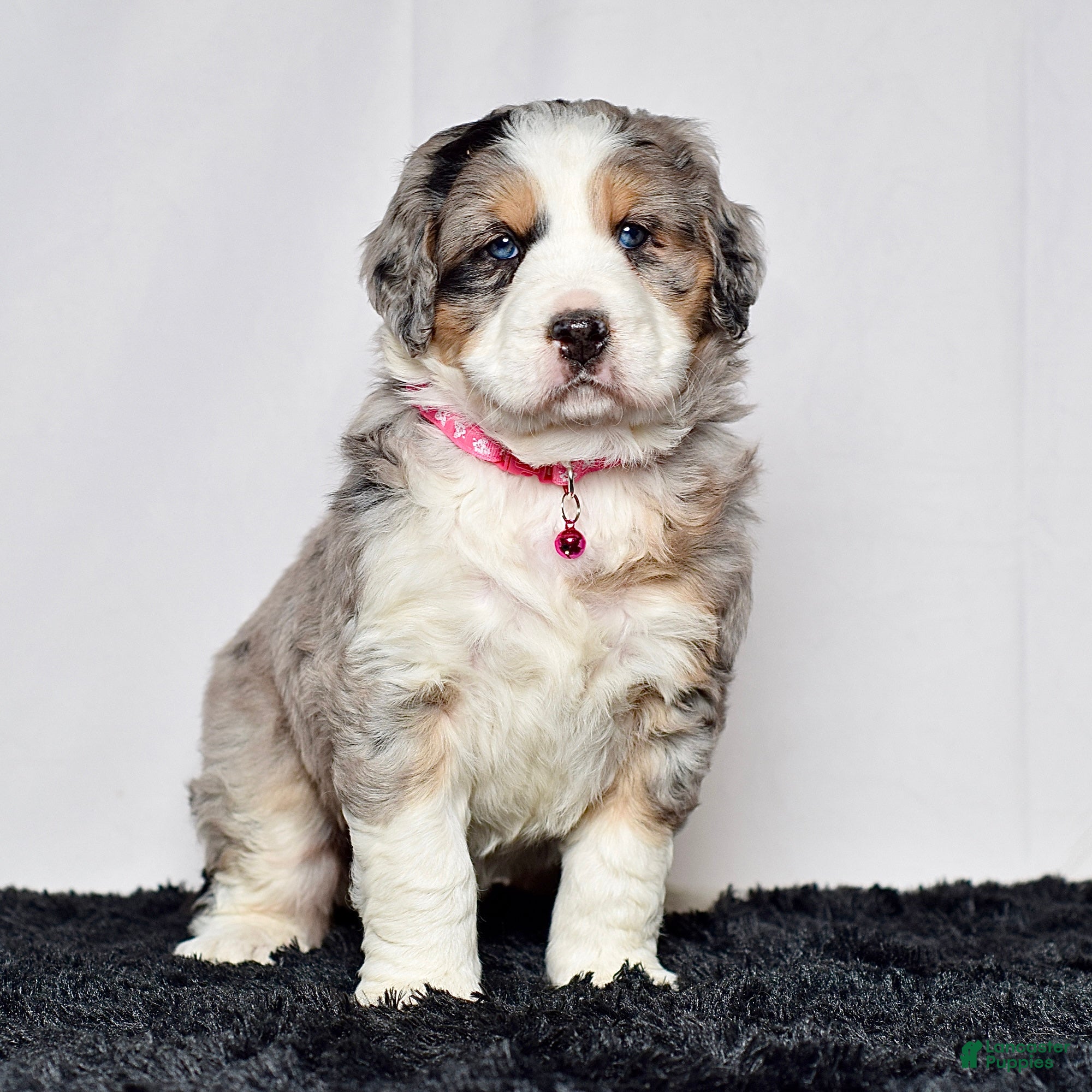 Bernedoodle dogs for sale: Ms. Sadie - Ad 2