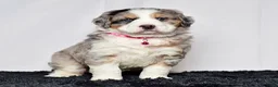 Bernedoodle dogs for sale: Ms. Sadie - Ad 1