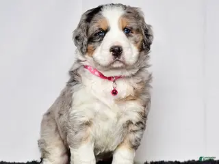 Bernedoodle dogs for sale: Ms. Sadie - Ad 2