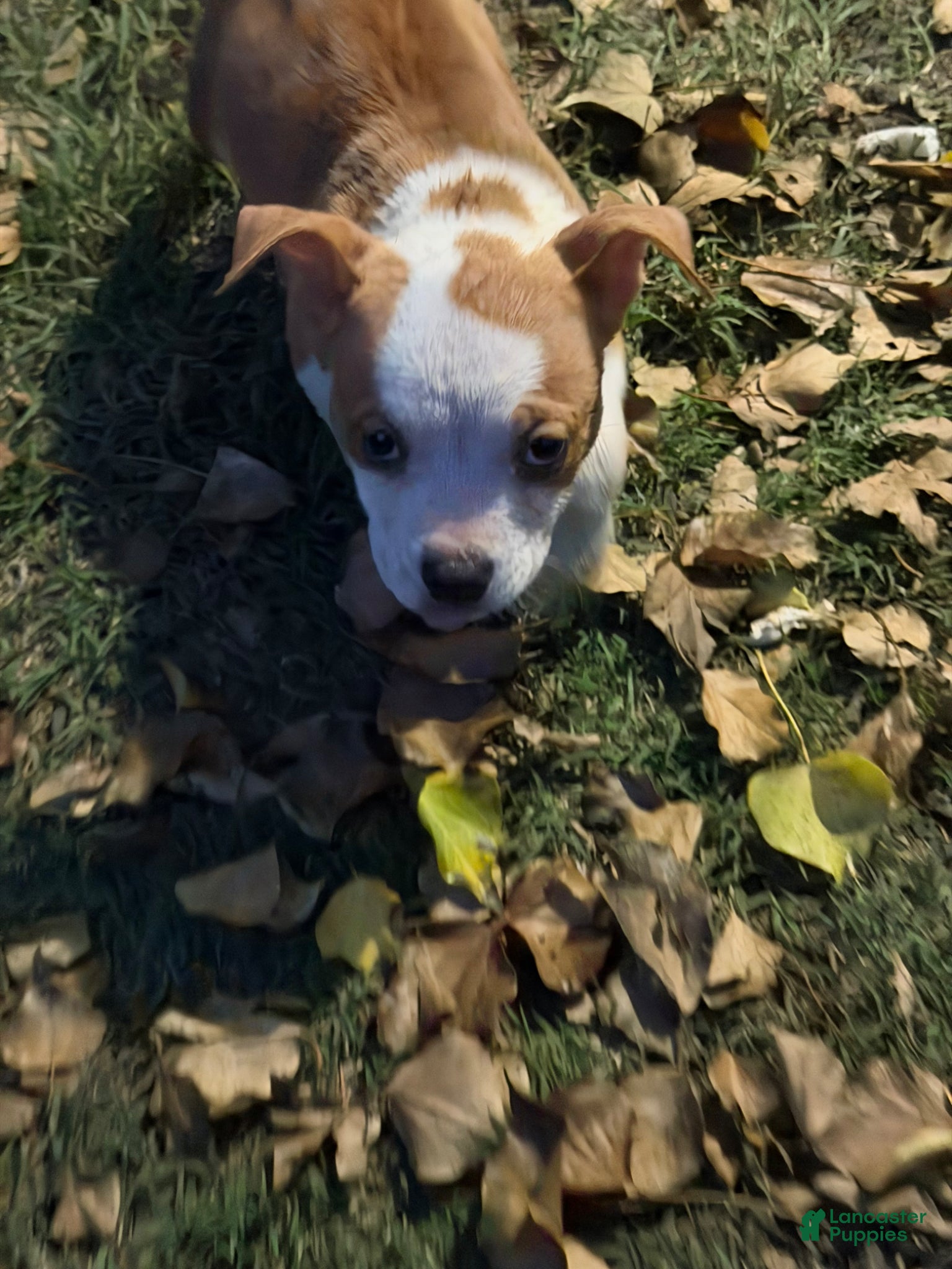 American Bully dogs for sale: Saint  - Ad 1