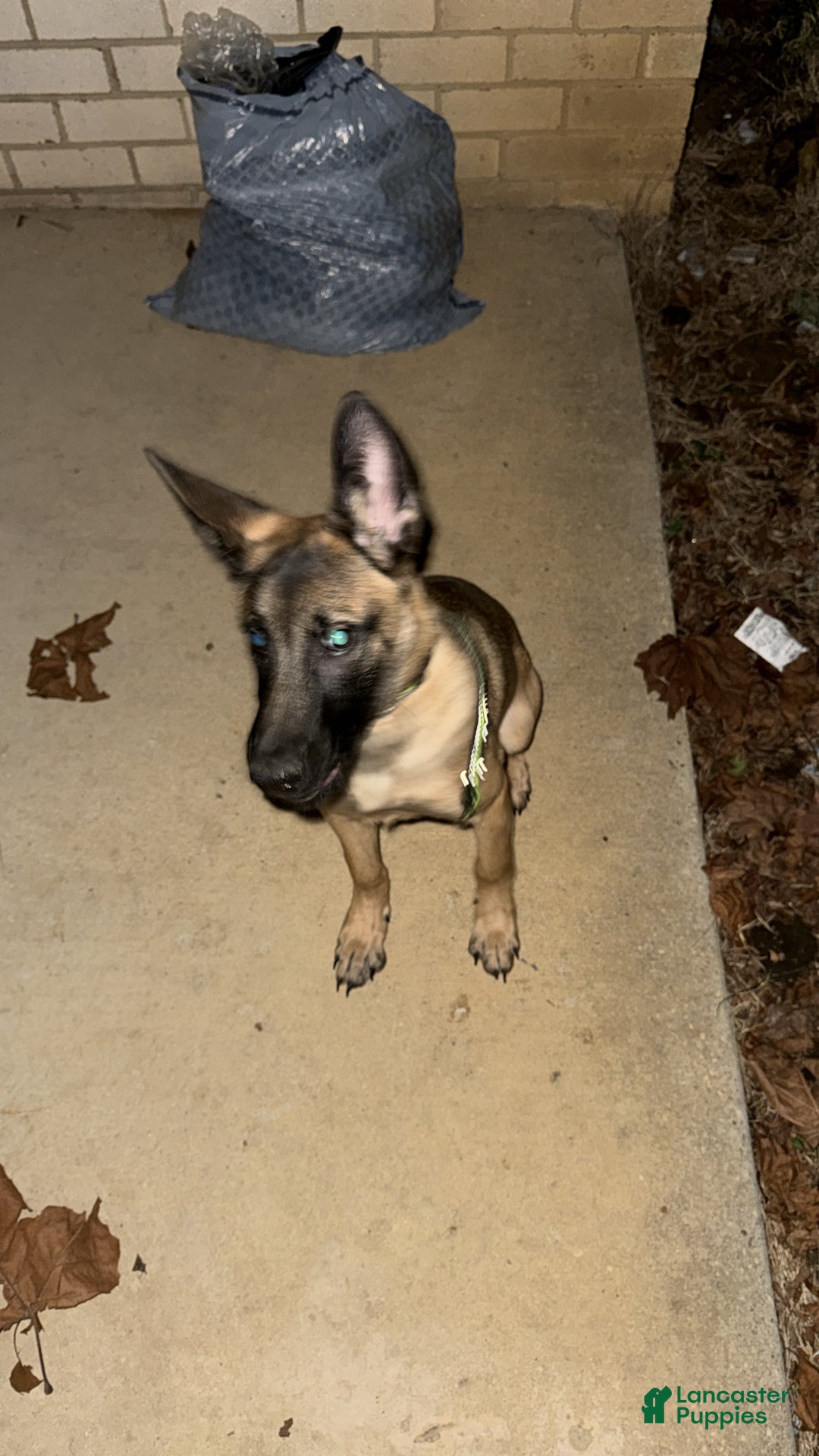 Belgian Malinois dogs for sale: Belgian Malinois Puppy 1 - Ad 1