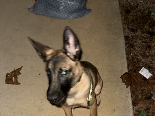 Belgian Malinois dogs Belgian Malinois Puppy 1 - Ad 40