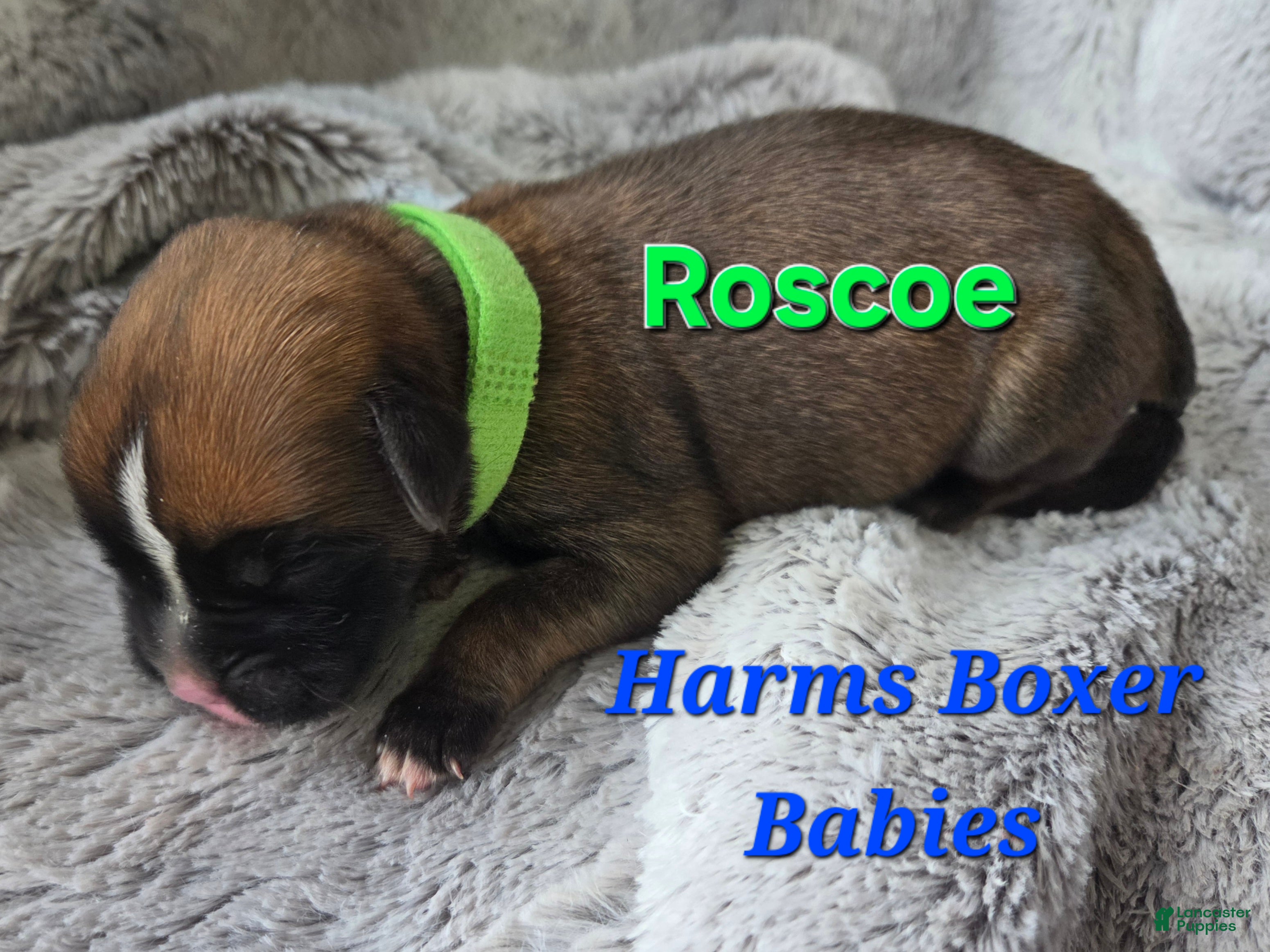 Boxer dogs Roscoe - Ad 15