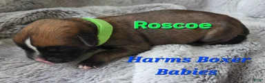 Roscoe
