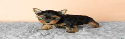 Yorkshire Terrier dogs for sale: Jasper  - Ad 4