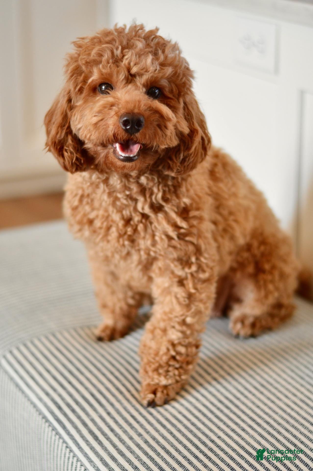 Miniature Poodle dogs Eeny - Ad 2