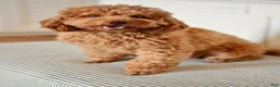 Miniature Poodle dogs for sale: Moe - Ad 2
