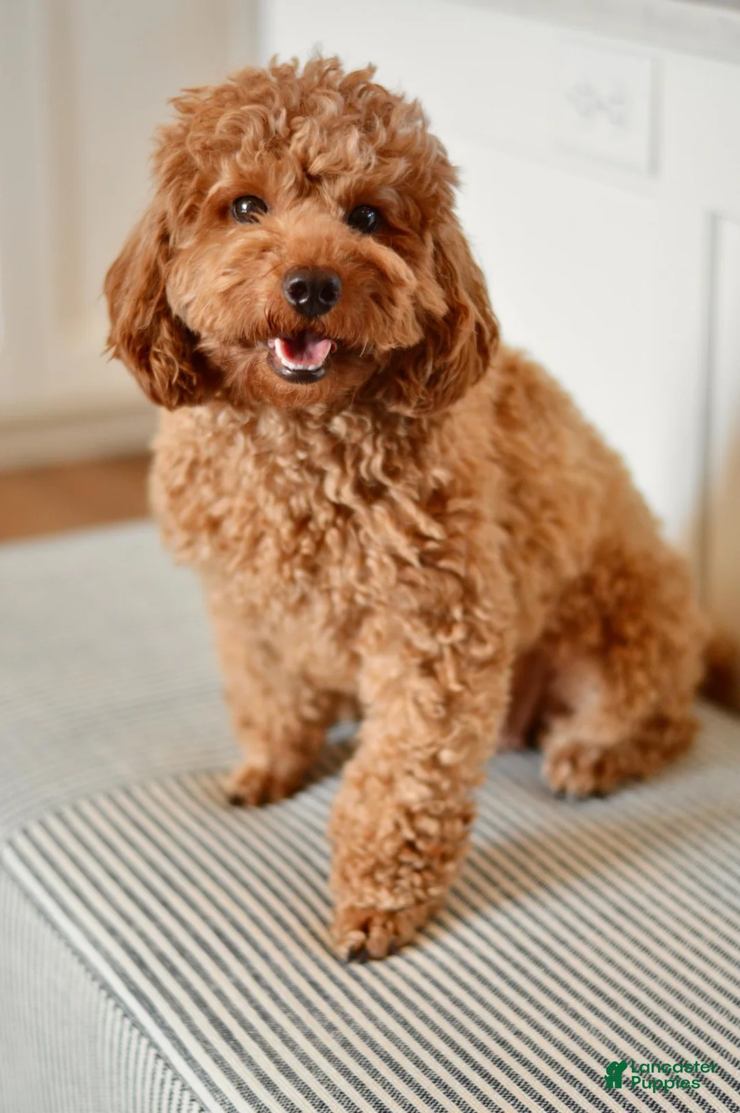 Miniature Poodle dogs for sale: Moe - Ad 2