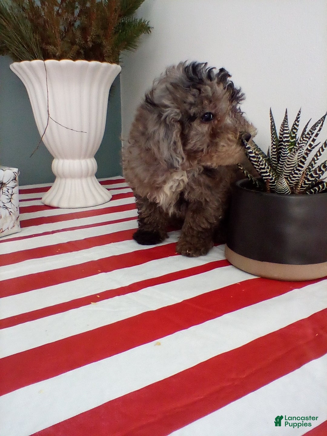 Miniature Poodle dogs for sale: Tessa - Ad 3