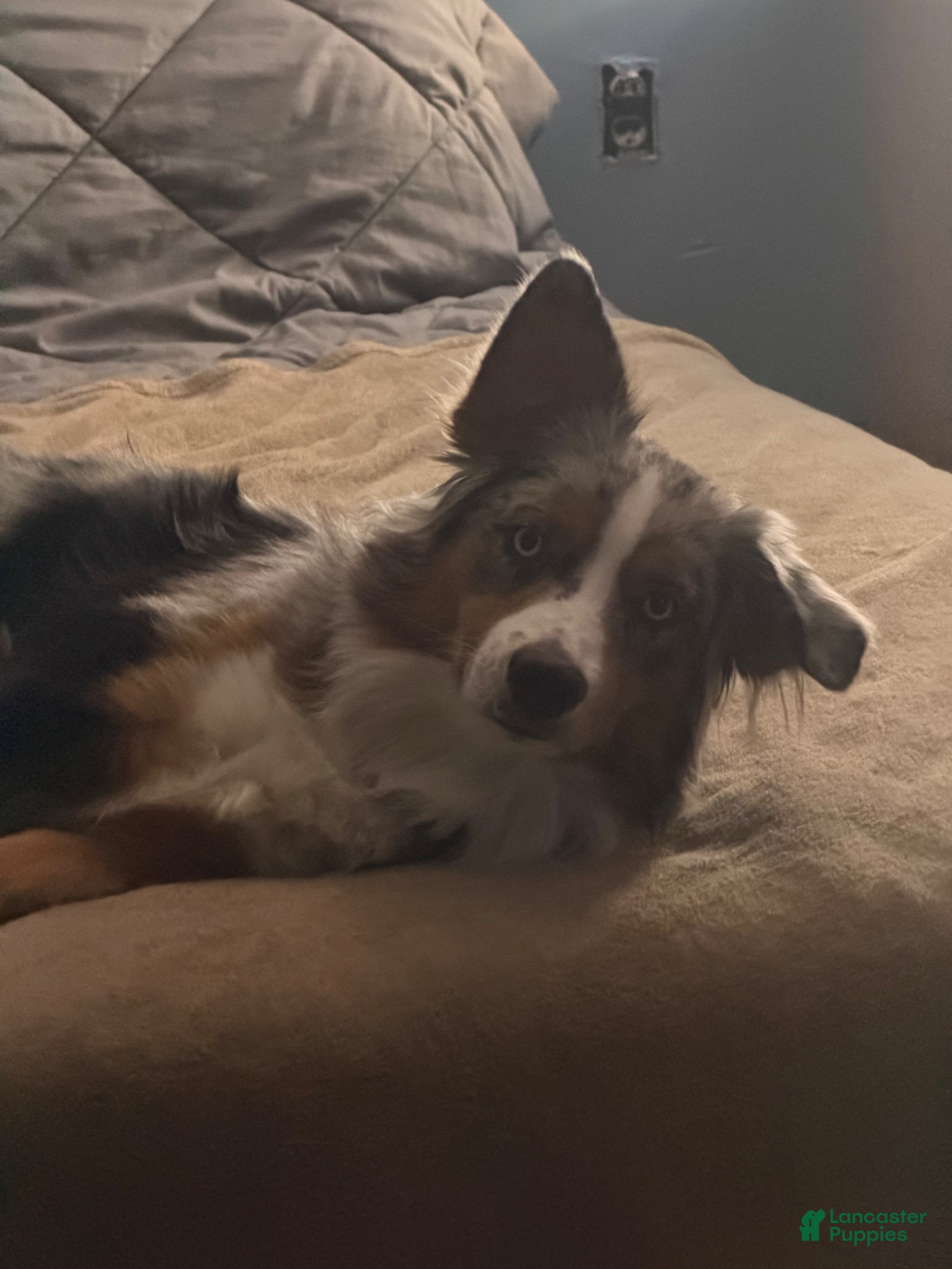 Australian Shepherd dogs Willie  - Ad 1