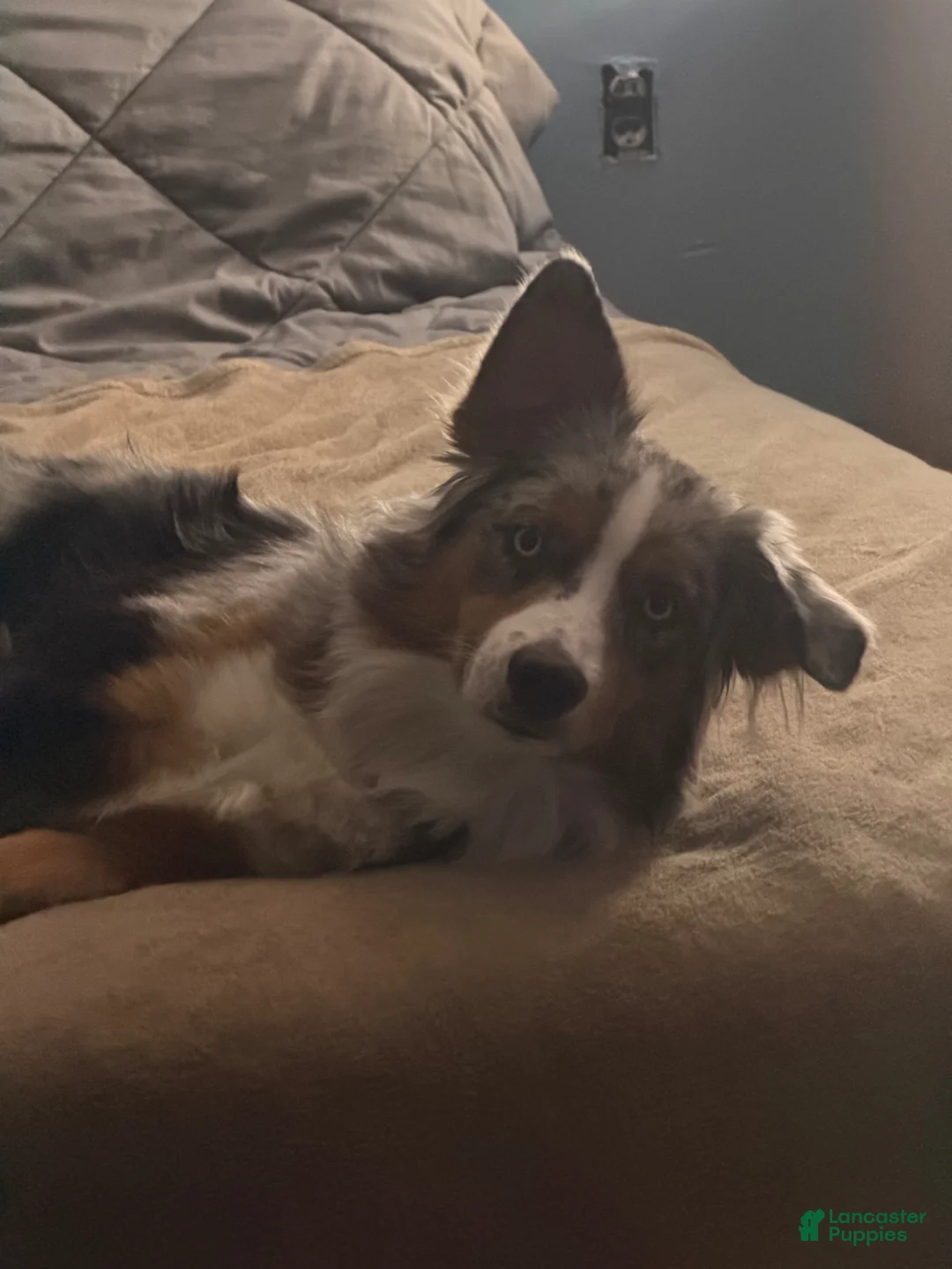 Australian Shepherd dogs for sale: Willie  - Ad 1