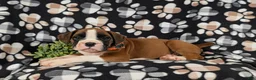 Boxer dogs for sale: Paddington - Ad 4