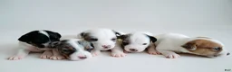 Jack Russell Terrier dogs for sale: Jack Russell Terrier 2 - Ad 2