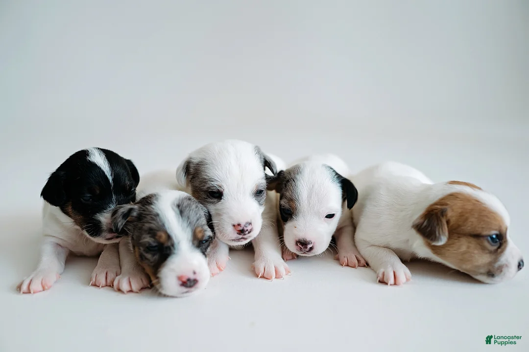 Jack Russell Terrier dogs for sale: Jack Russell Terrier 2 - Ad 2