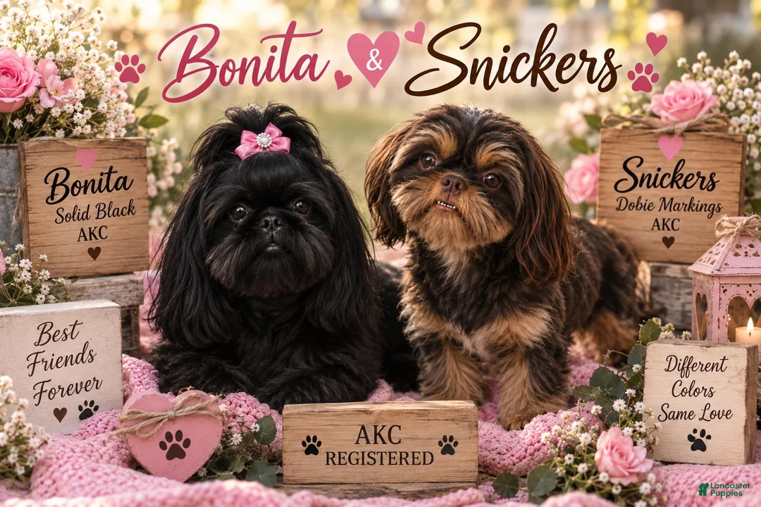 Shih Tzu dogs for sale: Shih Tzu 1 - Ad 2