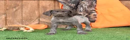 German Shorthaired Pointer dogs for sale: Serenity - Ad 2