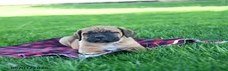 Cane Corso dogs for sale: Icon - Ad 3