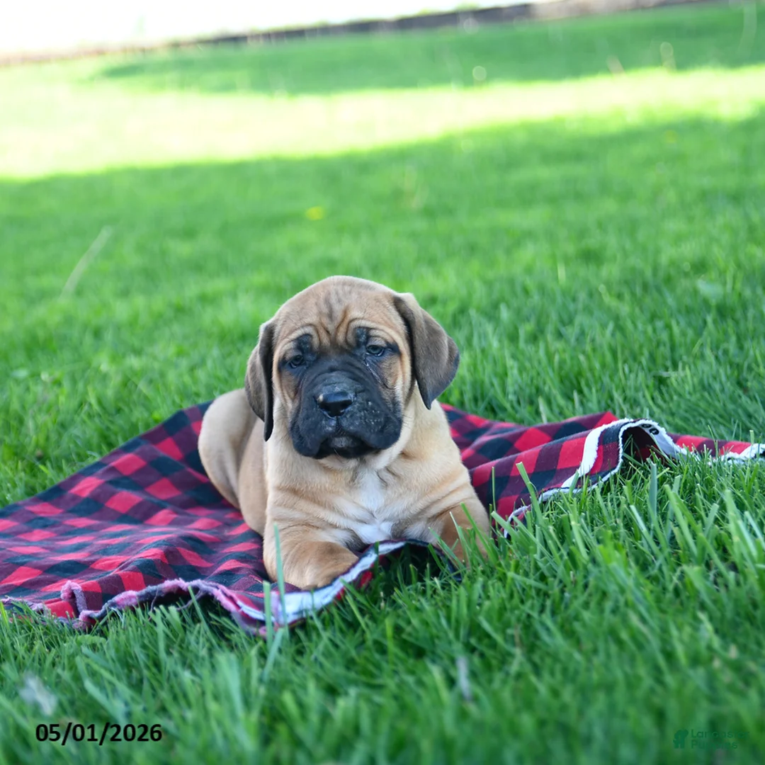 Cane Corso dogs for sale: Icon - Ad 3