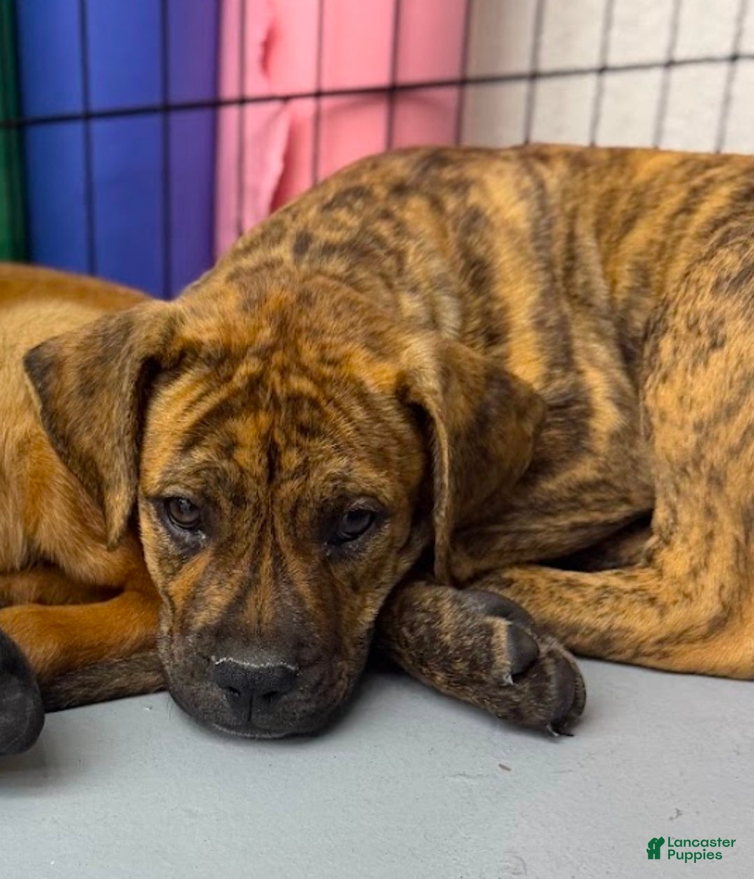 Mixed Breed dogs Bandogge Tiger Brindle F - Ad 39