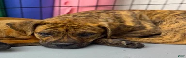 Bandogge Tiger Brindle F