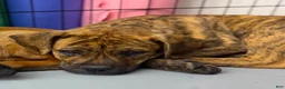 Mixed Breed dogs for sale: Bandogge Tiger Brindle F - Ad 1