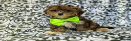 Yorkiepoo dogs for sale: Buster - Ad 8