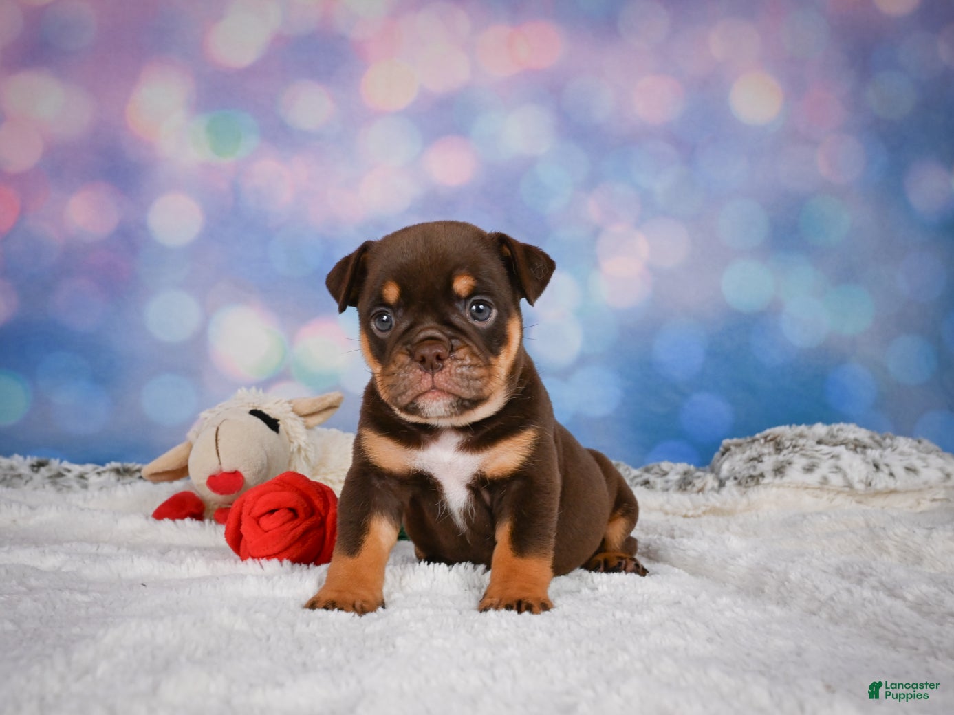 English Bulldog dogs Molly - Ad 2