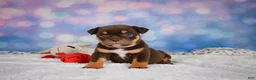 English Bulldog dogs for sale: Molly - Ad 2