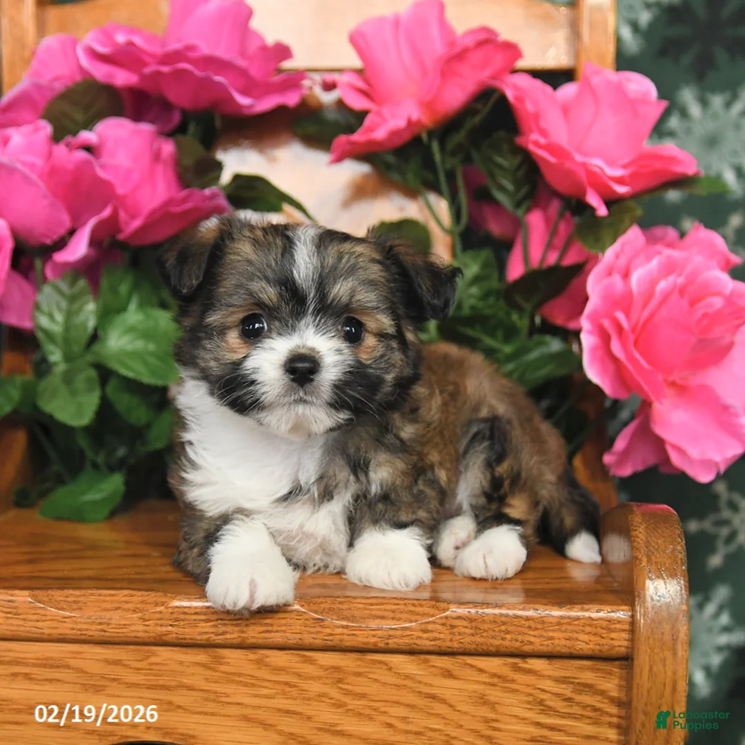 Mixed Breed dogs for sale: Muffy - Ad 2