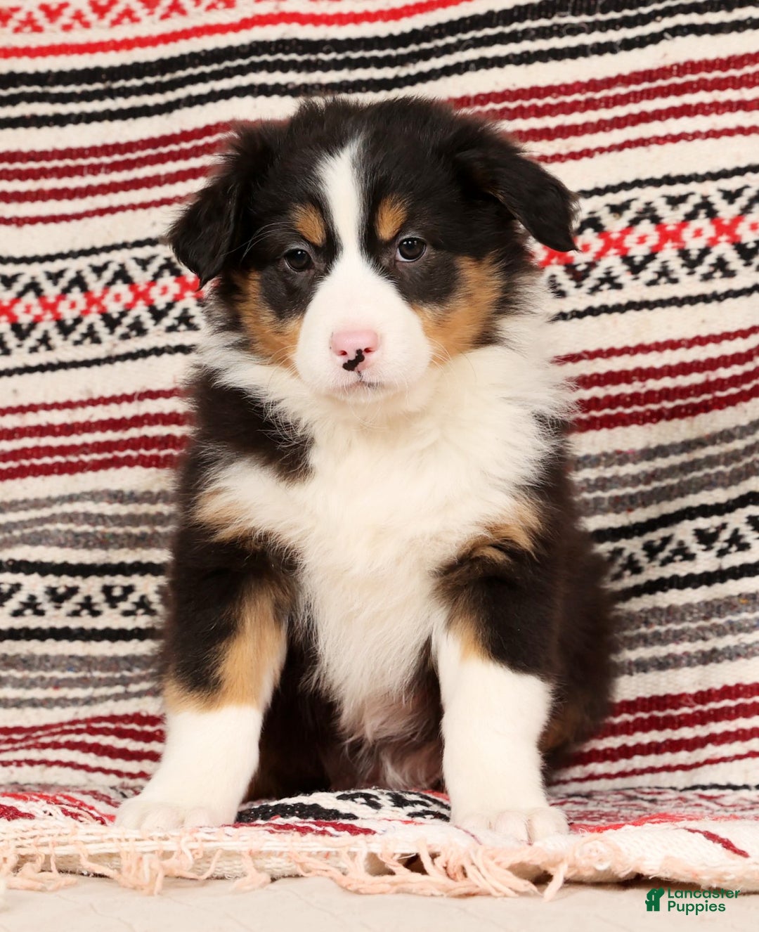 Australian Shepherd dogs for sale: Bonnie - Ad 6