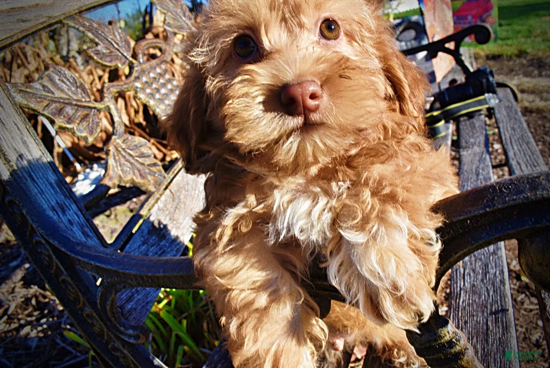 Havapoo dogs for sale: Scout - Ad 7