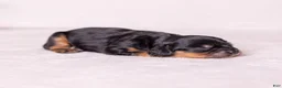 Cavalier King Charles Spaniel dogs for sale: Bravo  - Ad 3