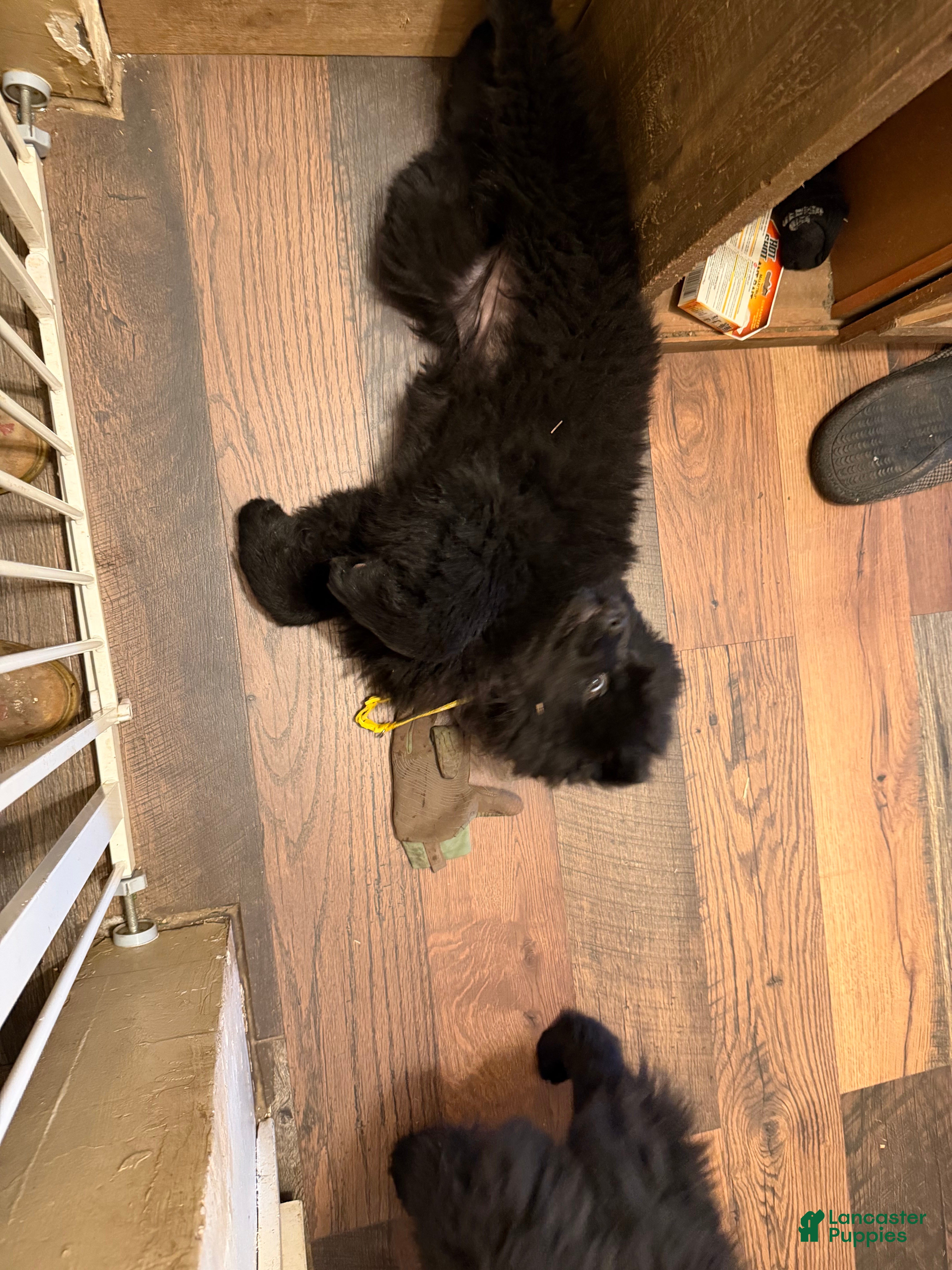 Chow Chow dogs Chow Chow Puppy 2 - Ad 1