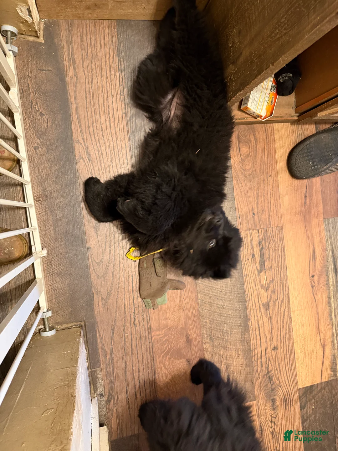 Chow Chow dogs for sale: Chow Chow Puppy 2 - Ad 1