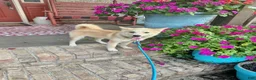 Pomsky dogs for sale: hunter - Ad 2