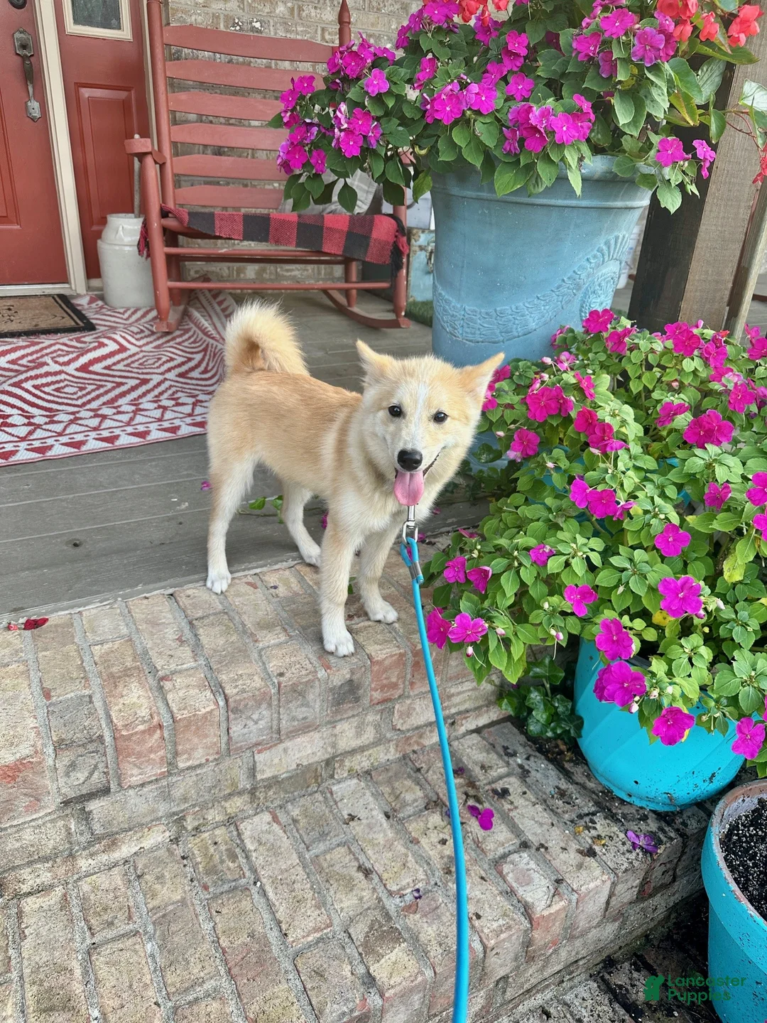 Pomsky dogs for sale: hunter - Ad 2