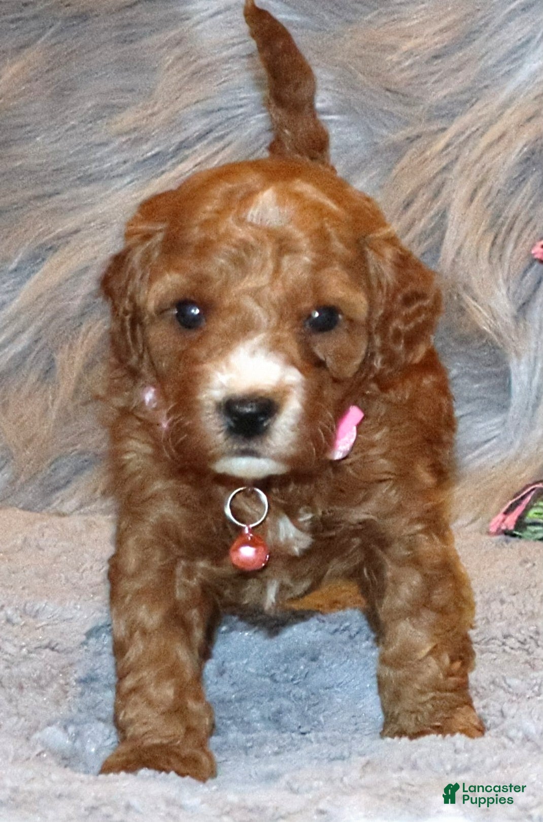 Mini Goldendoodle dogs Willow 🌷 Genetic Clear Parents - Ad 39