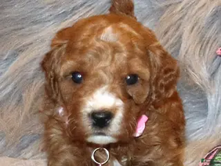 Mini Goldendoodle dogs Willow 🌷 Genetic Clear Parents - Ad 40