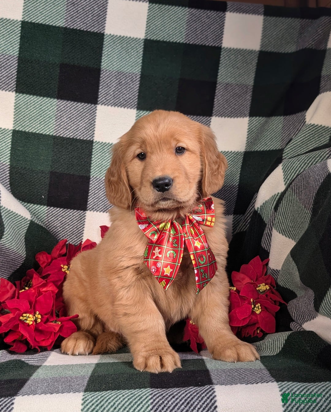 Golden Retriever dogs for sale: Bailey - Ad 3