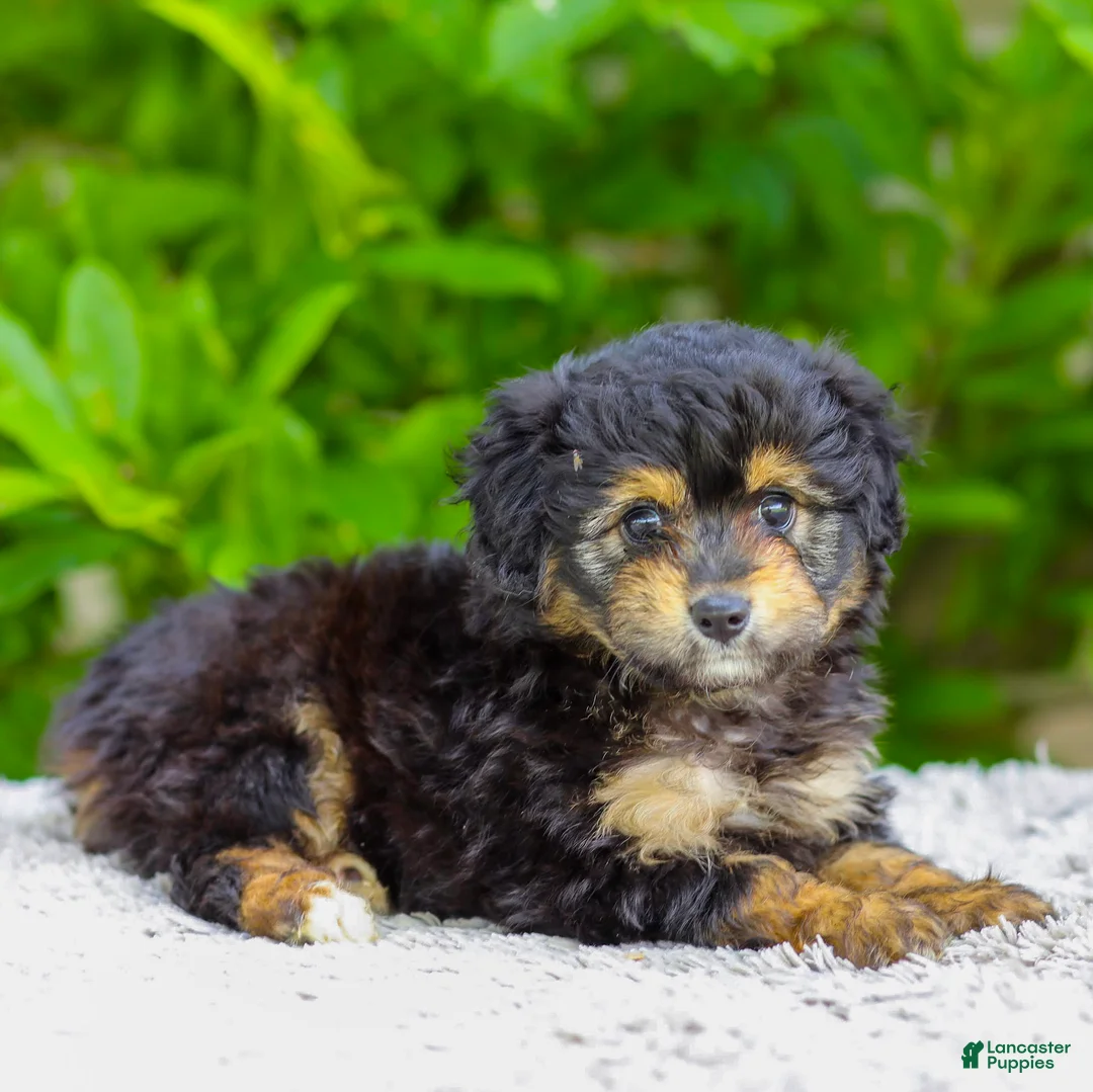 Mini Aussiedoodle dogs for sale: Violet - Ad 2